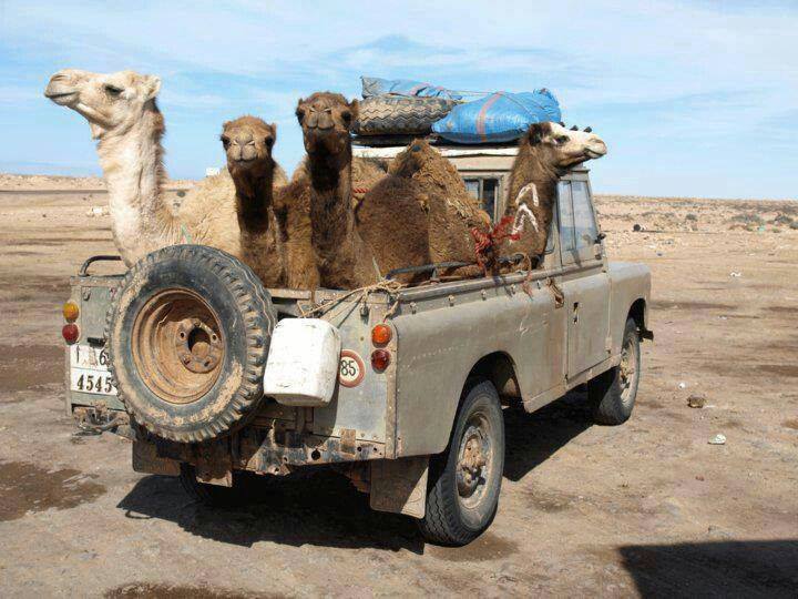 Camel Trophy.jpg