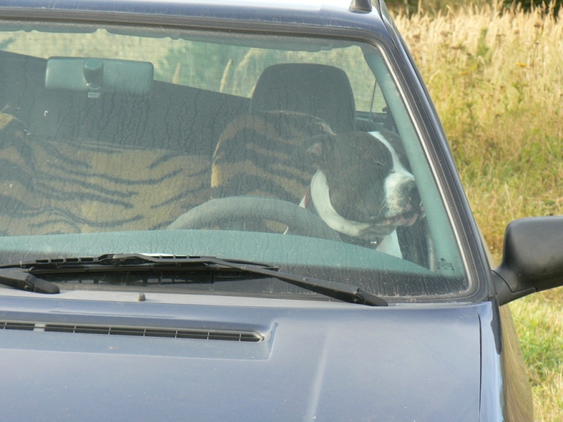 Co Timouš a jeho řídičský pokus