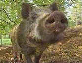 wildboar.jpg