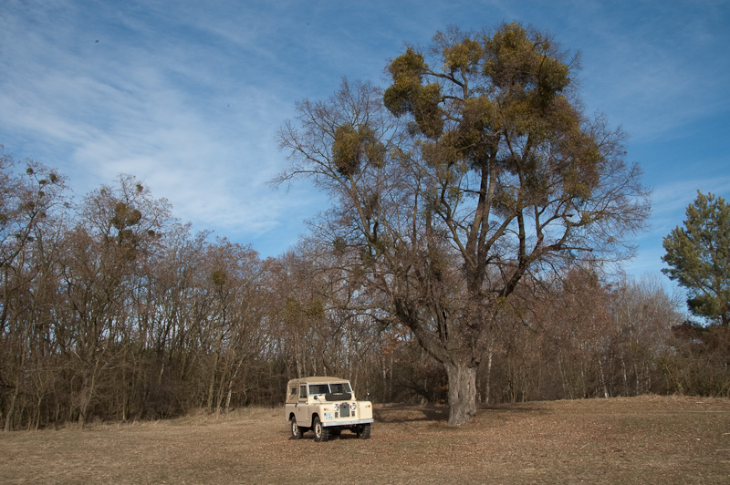 DSC_9007-1.jpg