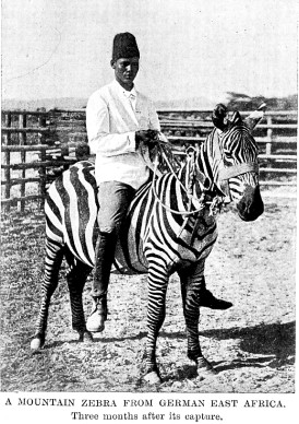 1902-zebra-hagenbeck.jpg