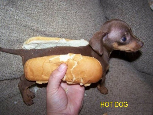 opravdu_cerstvy_hot_dog.jpg