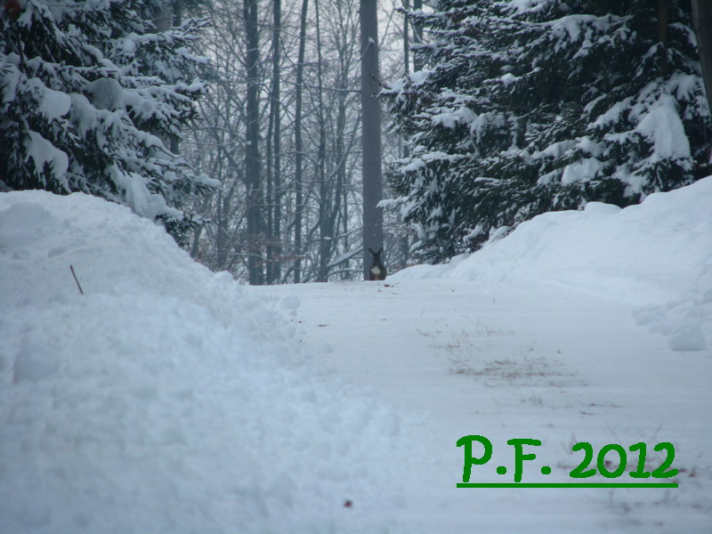PF2012_mysl.jpg