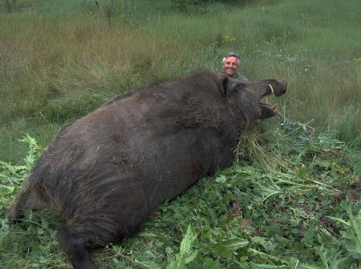 cochon 1.jpg (176.49 KiB) Zobrazeno 7506 x cochon 1.jpg