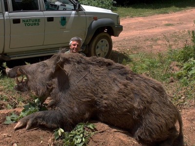 cochon.jpg (179.06 KiB) Zobrazeno 7506 x cochon.jpg
