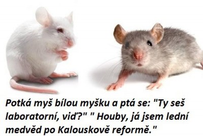myš.jpg