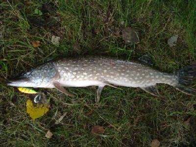 štička.jpg (199.77 KiB) Zobrazeno 5002 x štička.jpg