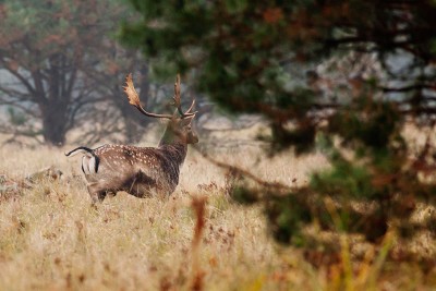 _MG_0027x.JPG