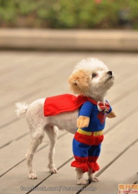 S-dog.jpg