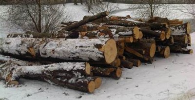 dřevo2013.1.jpg