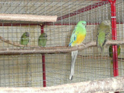 papoušci 004.JPG