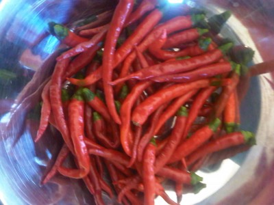 1st chilli harvest.jpg