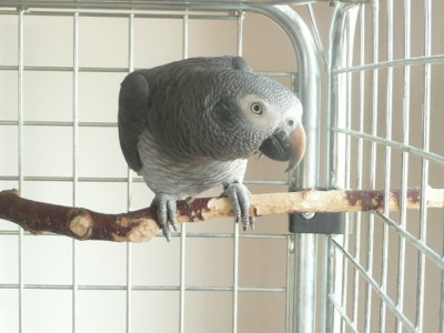 tygříček tečkovaný 003.JPG