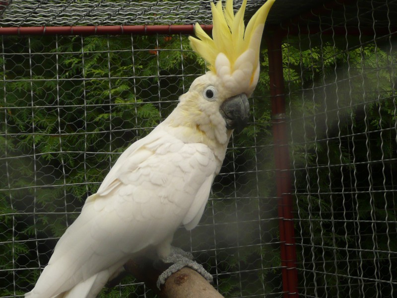 Kakadu eleonora 008.JPG