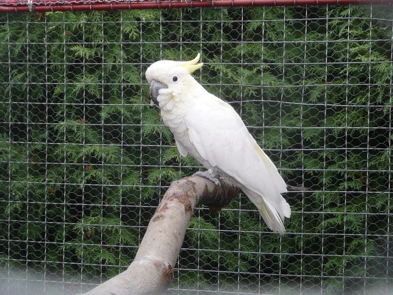 Kakadu eleonora 006.JPG