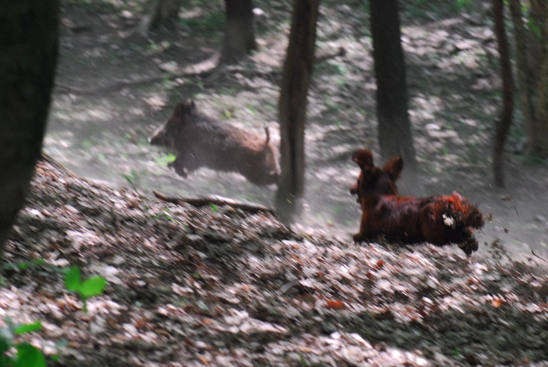 DSC_0225s.jpg