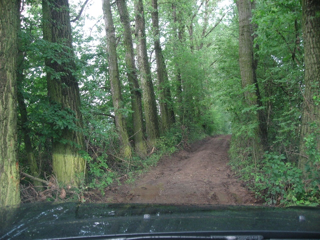 Cesta pralesem.JPG